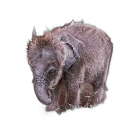 animal, creature, staff, hair transparent PNG cut-out