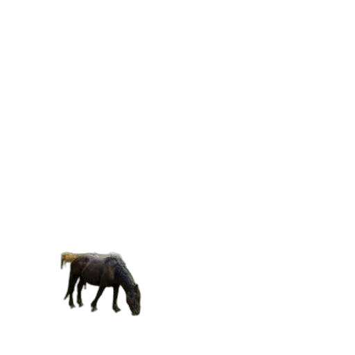 animal, creature, furniture, hat transparent PNG cut-out