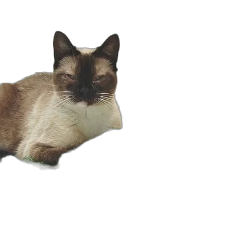 animal, creature, staff, furniture transparent PNG cut-out