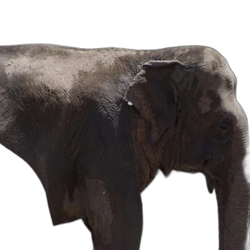 animal, creature, staff, jewelry transparent PNG cut-out