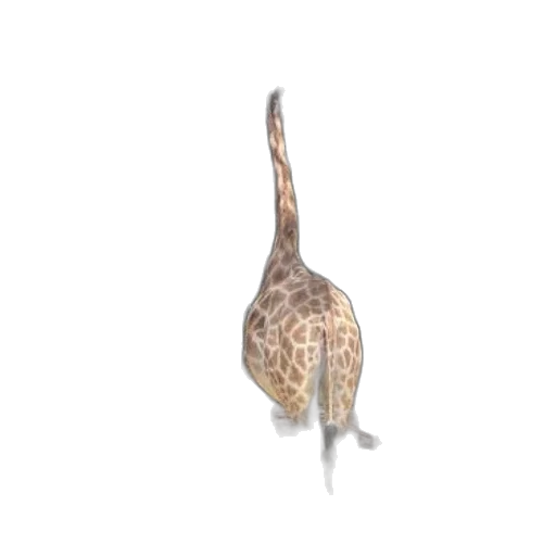 animal, hair, creature, jewelry transparent PNG cut-out