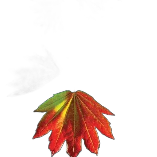 tree, umbrella, crown, flower transparent PNG cut-out