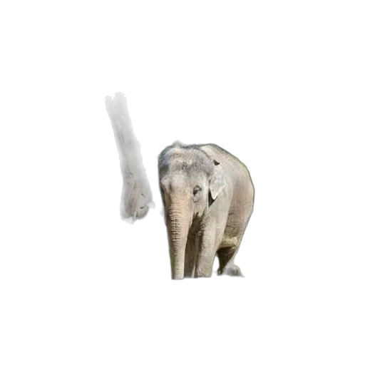 animal, creature, staff, weapon transparent PNG cut-out