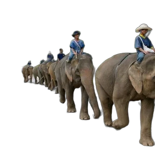 animal, hat, staff, concept art transparent PNG cut-out