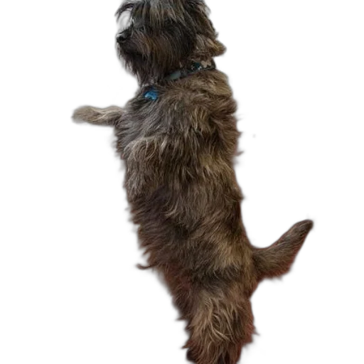 animal, staff, creature, hair transparent PNG cut-out