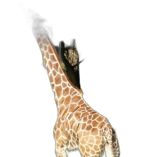 animal, staff, shoes, creature transparent PNG cut-out