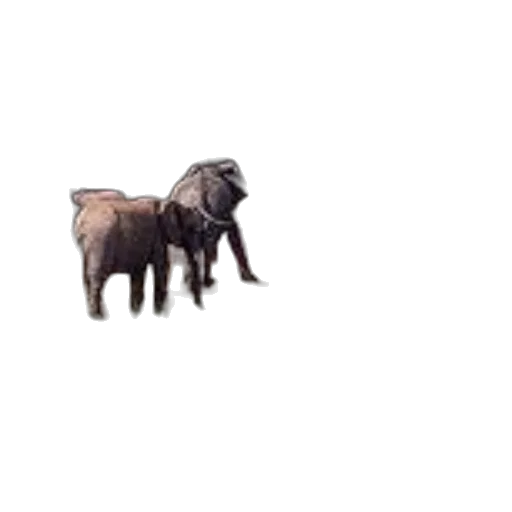animal, creature, hair, furniture transparent PNG cut-out
