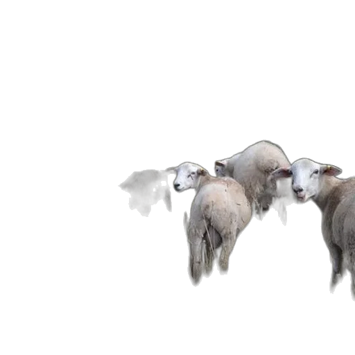 animal, 3d render, concept art, photorealistic transparent PNG cut-out
