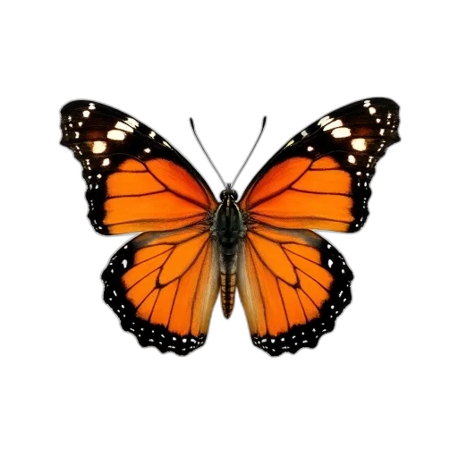 animal, jewelry, flower, creature transparent PNG cut-out