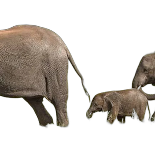 animal, creature, concept art, photorealistic transparent PNG cut-out