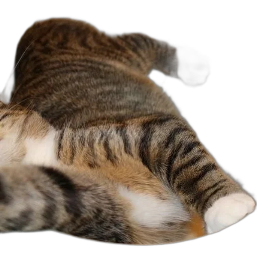 animal, creature, staff, hat transparent PNG cut-out