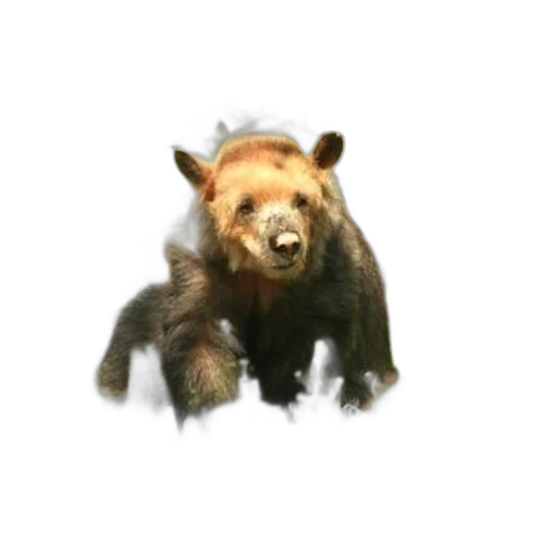 animal, creature, staff, face transparent PNG cut-out