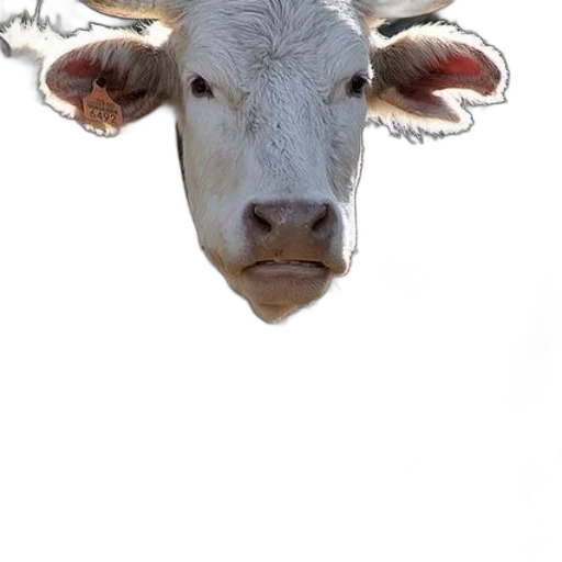 animal, face, mask, creature transparent PNG cut-out