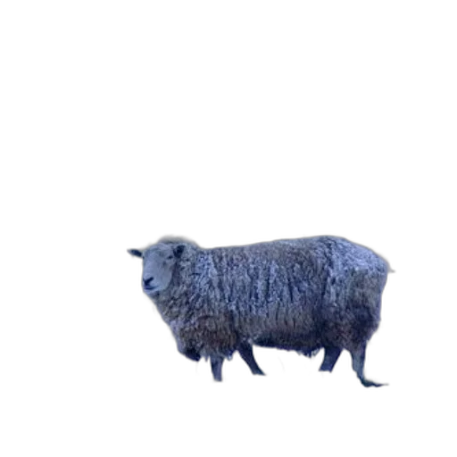 animal, creature, hair, dress transparent PNG cut-out