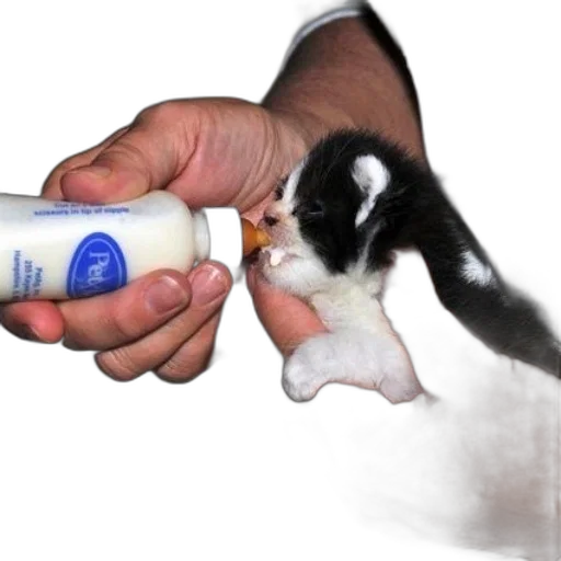 bottle, animal, creature, weapon transparent PNG cut-out