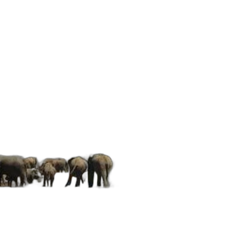 animal, concept art, 3d render, forest transparent PNG cut-out