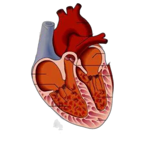 pixel art, anatomical, diagram, human transparent PNG cut-out