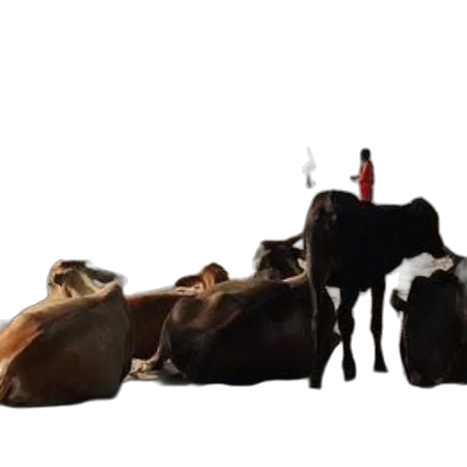 animal, food, concept art, fire transparent PNG cut-out