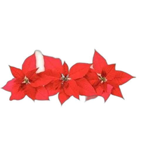crown, jewelry, flower, book transparent PNG cut-out