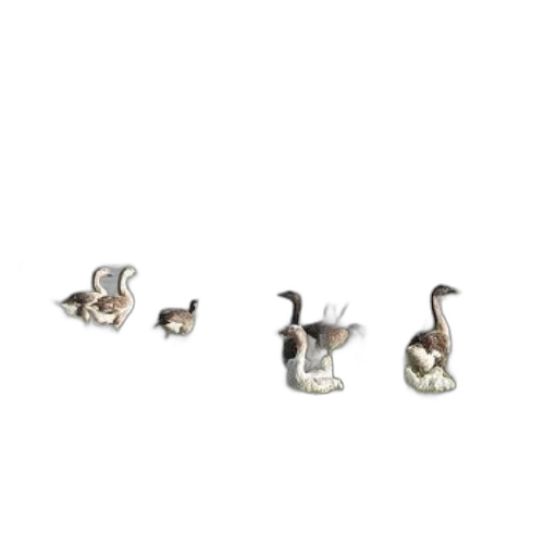 jewelry, animal, staff, shoes transparent PNG cut-out