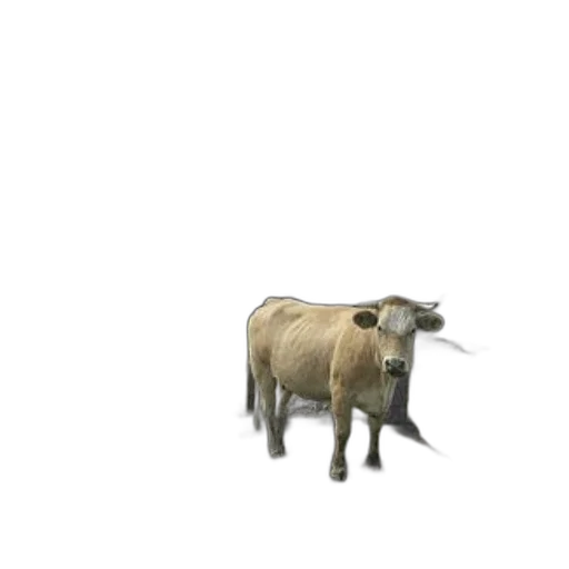 animal, creature, weapon, food transparent PNG cut-out