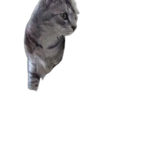 animal, creature, staff, dragon transparent PNG cut-out