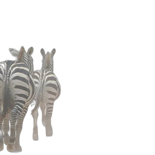 animal, shoes, jewelry, 3d render transparent PNG cut-out