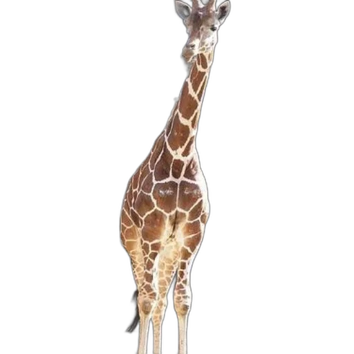 animal, creature, staff, weapon transparent PNG cut-out