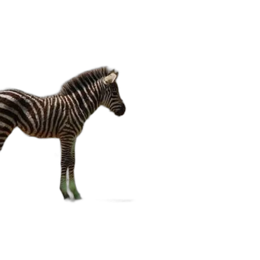 animal, creature, furniture, jewelry transparent PNG cut-out