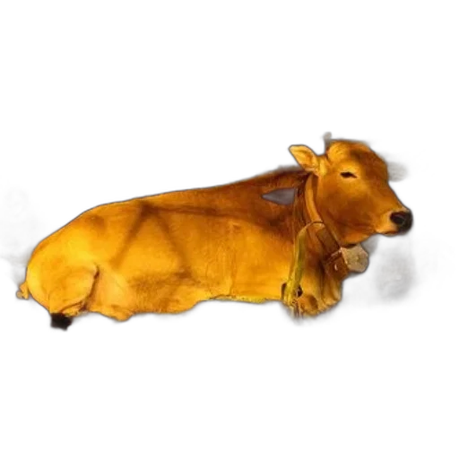 animal, food, creature, furniture transparent PNG cut-out