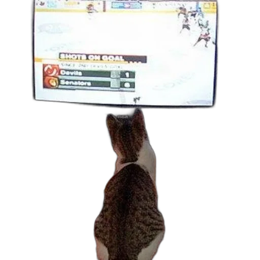 cat, watches, hockey, game transparent PNG cut-out