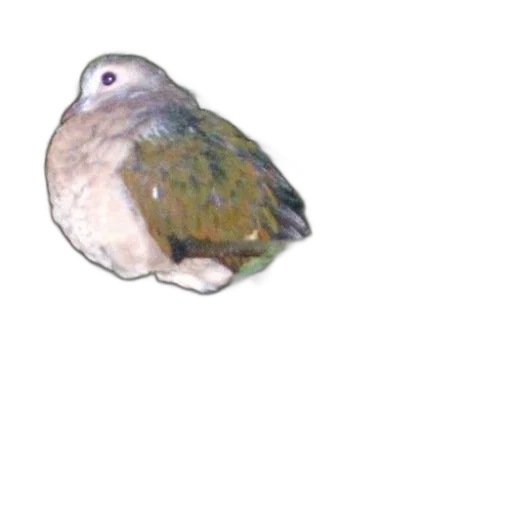animal, creature, jewelry, face transparent PNG cut-out