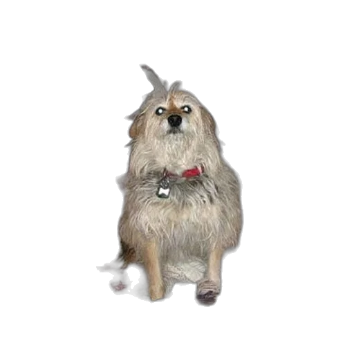 animal, creature, staff, hair transparent PNG cut-out