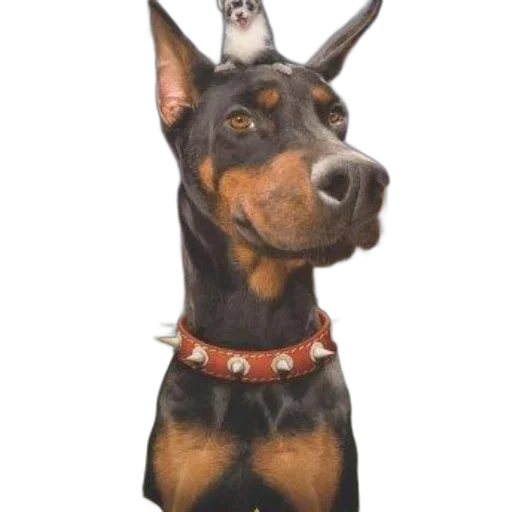 staff, animal, crown, hat transparent PNG cut-out