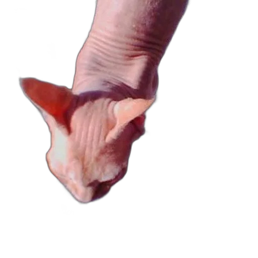 shoes, creature, animal, face transparent PNG cut-out
