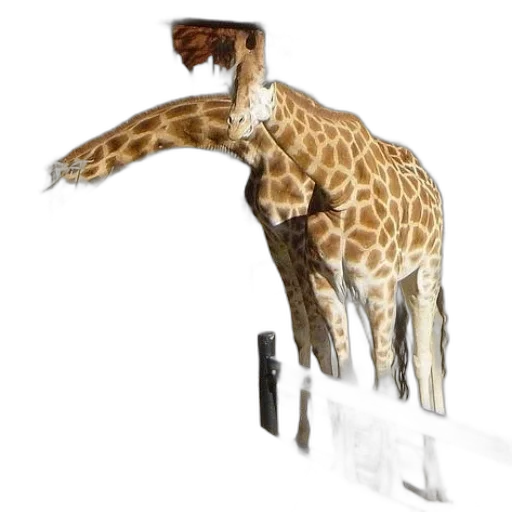 animal, staff, creature, weapon transparent PNG cut-out