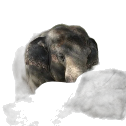 animal, creature, face, photorealistic transparent PNG cut-out