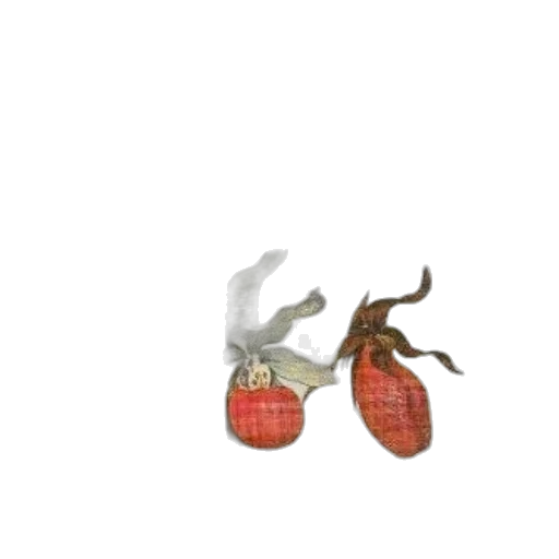 food, shoes, creature, animal transparent PNG cut-out