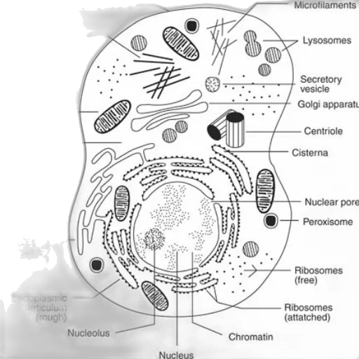 detailed, diagram, animal, cell transparent PNG cut-out