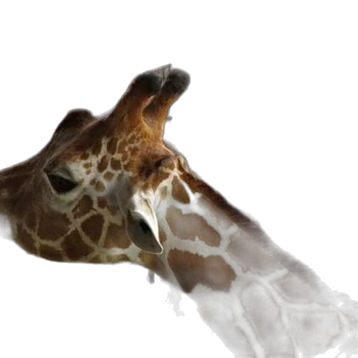 animal, creature, umbrella, face transparent PNG cut-out