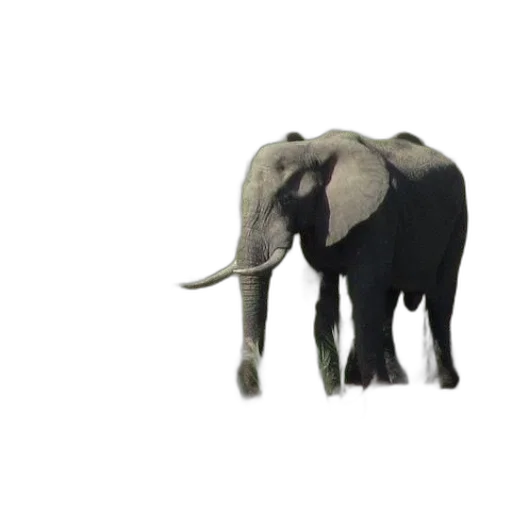 animal, creature, staff, weapon transparent PNG cut-out