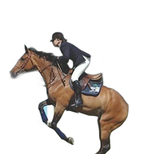 staff, animal, jacket, photorealistic transparent PNG cut-out