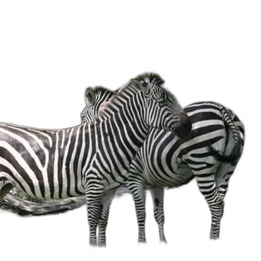animal, furniture, shoes, creature transparent PNG cut-out