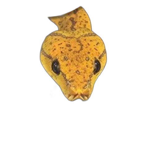 mask, jewelry, crown, animal transparent PNG cut-out