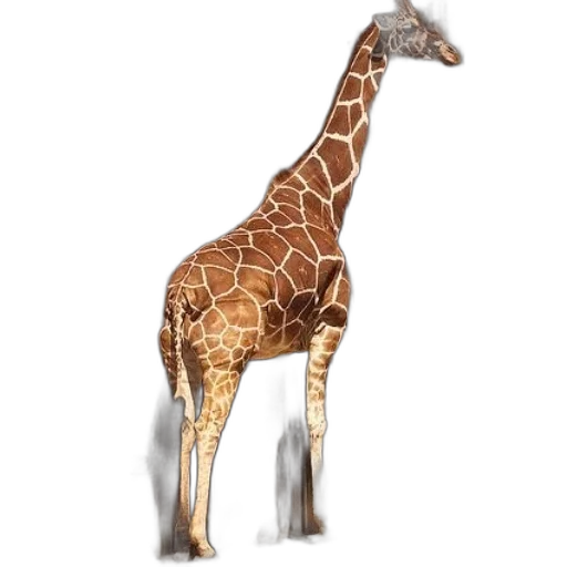 animal, creature, staff, weapon transparent PNG cut-out