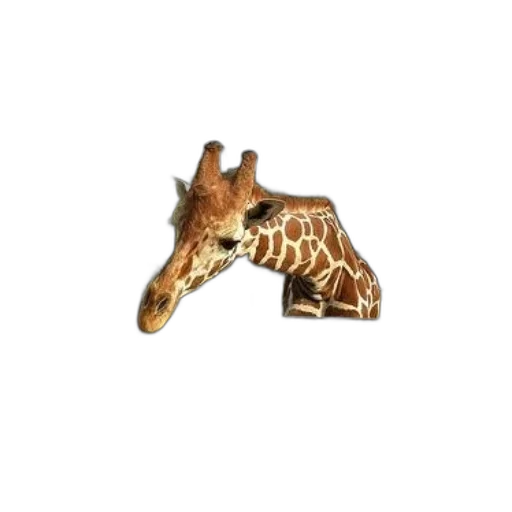 animal, creature, weapon, shoes transparent PNG cut-out