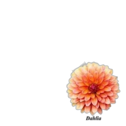 flower, jewelry, crown, umbrella transparent PNG cut-out