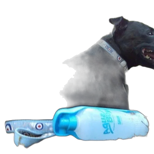 bottle, animal, weapon, creature transparent PNG cut-out