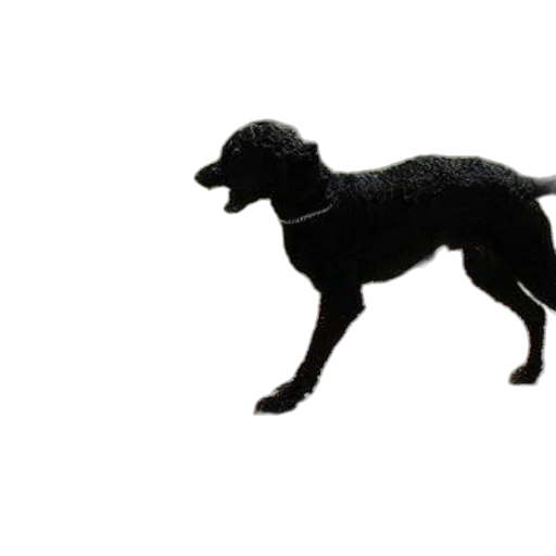 animal, staff, creature, weapon transparent PNG cut-out
