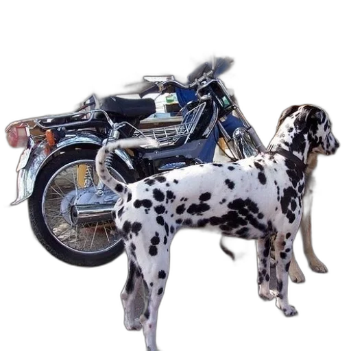 animal, weapon, photorealistic, concept art transparent PNG cut-out